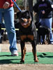 9-12 mth Rottweiler Females: 0192 Indra Vom Evman VP1