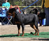 9-12 mth Rottweiler Females: 0195 Saga Vom Tanzbar VP3