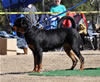 9-12 mth Rottweiler Females: 0196 Saga Vom Tanzbar VP3