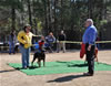 9-12 mth Rottweiler Females: 0197 Saga Vom Tanzbar VP3