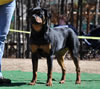 9-12 mth Rottweiler Females: 0201 Saga Vom Tanzbar VP3