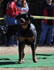 9-12 mth Rottweiler Females: 0202 Saga Vom Tanzbar VP3