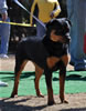 9-12 mth Rottweiler Females: 0204 Bela Vom Tanzbar VP4