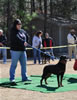 9-12 mth Rottweiler Females: 0209 Isis Von Evman VP2