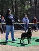 9-12 mth Rottweiler Females: 0210 Isis Von Evman VP2