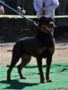 9-12 mth Rottweiler Females: 0211 Isis Von Evman VP2