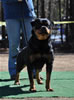 Rottweiler Females Open: 0650 Aska Von Der Spenceberg V1 And Siegerin