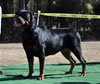 Siegerin Class Females: 0780 Hopehill's Shes All That V2