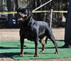 Veteran Females: 0800 Akira Elez Rott V1