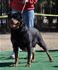 Veteran Females: 0821 Queen La Diva Von Evman V2