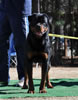12-18 mth Rottweiler males: 0250 Astire Vom Hause Hudson V