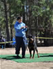 12-18 mth Rottweiler males: 0263 Quantico Vom Drakkenfels V
