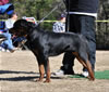 12-18 mth Rottweiler males: 0273 Enzo Carrabba Von Hause Lodi V1 Youth Sieger