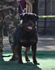 Gebrauchshund males: 0606 Ch Sony Boy Von Der Krischenplatz V1