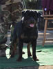 Gebrauchshund males: 0607 Ch Sony Boy Von Der Krischenplatz V1