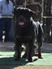 Gebrauchshund males: 0608 Ch Sony Boy Von Der Krischenplatz V1