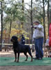 Open males: 0536 Tanzbars Chairman Of The Board V Bromel TT V