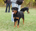 Rottweiler Puppies 6-9 month females: 0401 Windegos Leavin A Trademark Vom Hamblin VP2