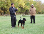 Rottweiler Puppies 6-9 month females: 0402 Face From Royal Breed VP4