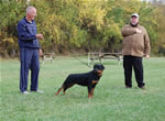 Rottweiler Puppies 6-9 month females: 0406 Havoc Vom Waldbach VP1 Best Female Puppy