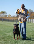 Rottweiler Females Siegerin Class: 0069 Tabea Vom Wilden Westen V1-rated