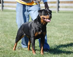 Rottweiler Females Siegerin Class: 0074 Tabea Vom Wilden Westen V1-rated