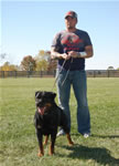 Rottweiler Females Siegerin Class: 0078 Lira Vom Haus Milan V2-rated