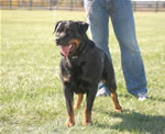 Rottweiler Females Siegerin Class: 0080 Lira Vom Haus Milan V2-rated