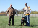 Rottweiler Females Siegerin Class: 0093 Tabea Vom Wilden Westen V1-rated