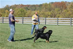 Rottweiler Females Siegerin Class: DSC 0087