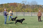 Rottweiler Females Siegerin Class: DSC 0088
