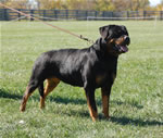 Rottweiler Females Working Class: 0031 Gloria Iron Lion V2-rated
