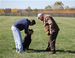 Rottweiler Females Working Class: 0033 Donna Vom Glucksritter V1-rated