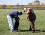 Rottweiler Females Working Class: 0034 Donna Vom Glucksritter V1-rated