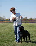 Rottweiler Females Working Class: 0036 Donna Vom Glucksritter V1-rated
