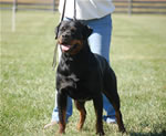 Rottweiler Females Working Class: 0037 Donna Vom Glucksritter V1-rated