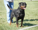Rottweiler Females Working Class: 0040 Donna Vom Glucksritter V1-rated