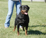 Rottweiler Females Working Class: 0041 Donna Vom Glucksritter V1-rated