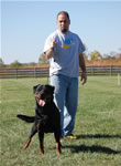 Rottweiler Females Working Class: 0045 Daisy Vom Nettetaler Land V3-rated