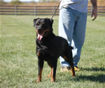 Rottweiler Females Working Class: 0047 Daisy Vom Nettetaler Land V3-rated