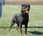 Rottweiler Females Working Class: 0048 Daisy Vom Nettetaler Land V3-rated