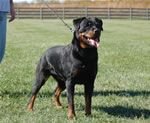 Rottweiler Females Working Class: 0049 Daisy Vom Nettetaler Land V3-rated