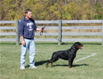 Rottweiler Females Working Class: 0053 Donna Vom Glucksritter V1-rated