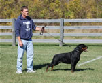 Rottweiler Females Working Class: 0054 Donna Vom Glucksritter V1-rated