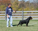 Rottweiler Females Working Class: 0055 Donna Vom Glucksritter V1-rated