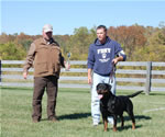 Rottweiler Females Working Class: 0056 Donna Vom Glucksritter V1-rated