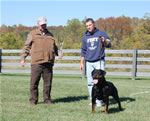 Rottweiler Females Working Class: 0057 Donna Vom Glucksritter V1-rated