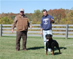 Rottweiler Females Working Class: 0058 Donna Vom Glucksritter V1-rated