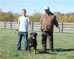 Rottweiler Females Working Class: 0062 Gloria Iron Lion V2-rated