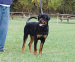 Rottweiler Puppies 6-9 month males: 0321 Sevan Von Der Burg Weibertreu P-rated